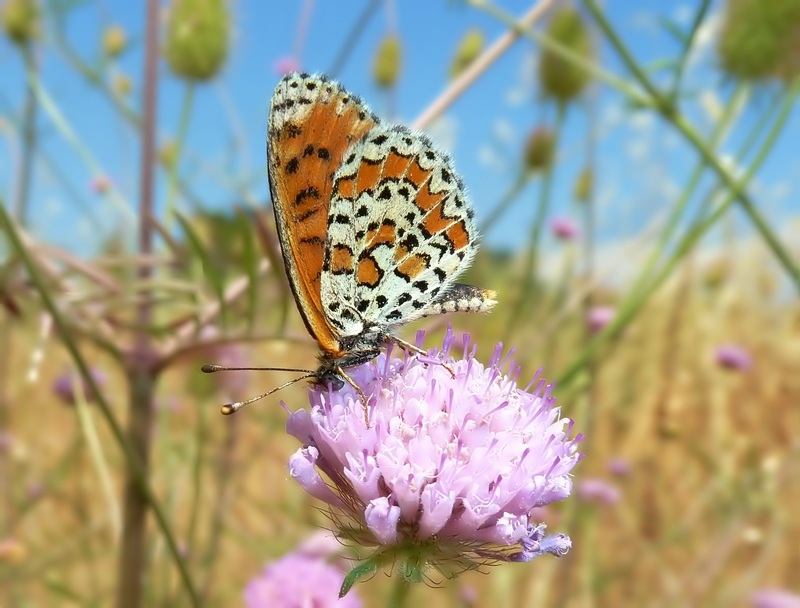 ibrido Melitaea trivia X Melitaea didyma???????